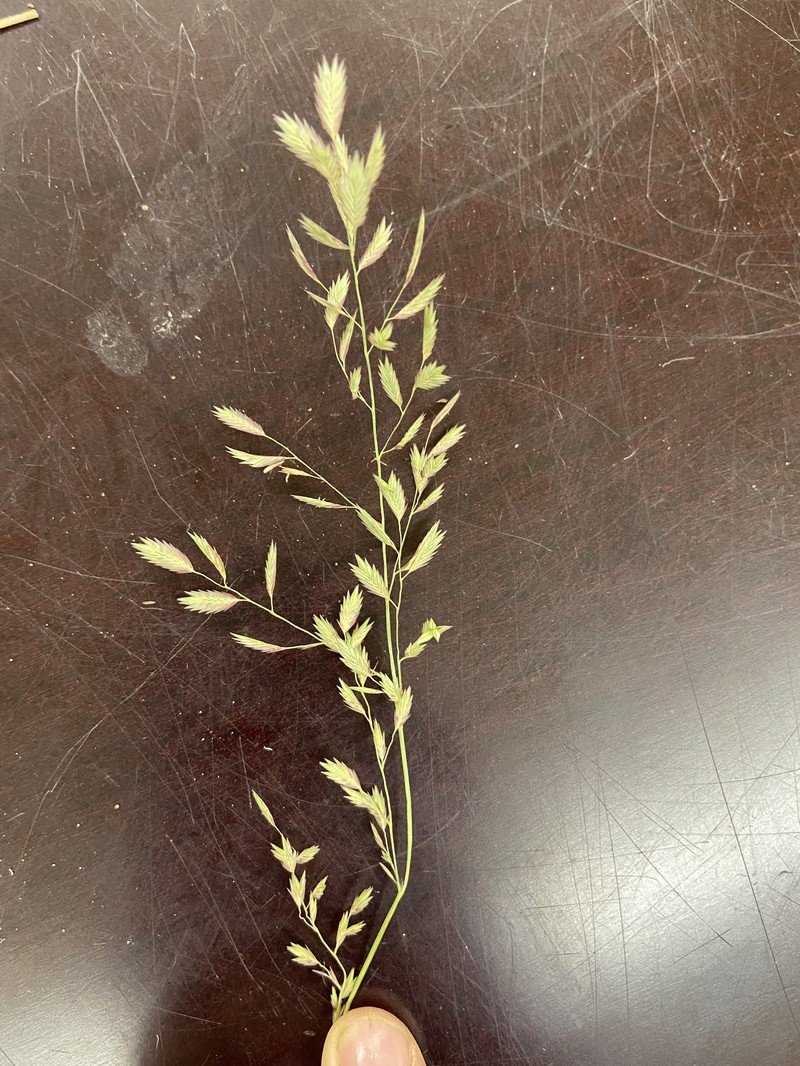 Eragrostis tephrosanthos