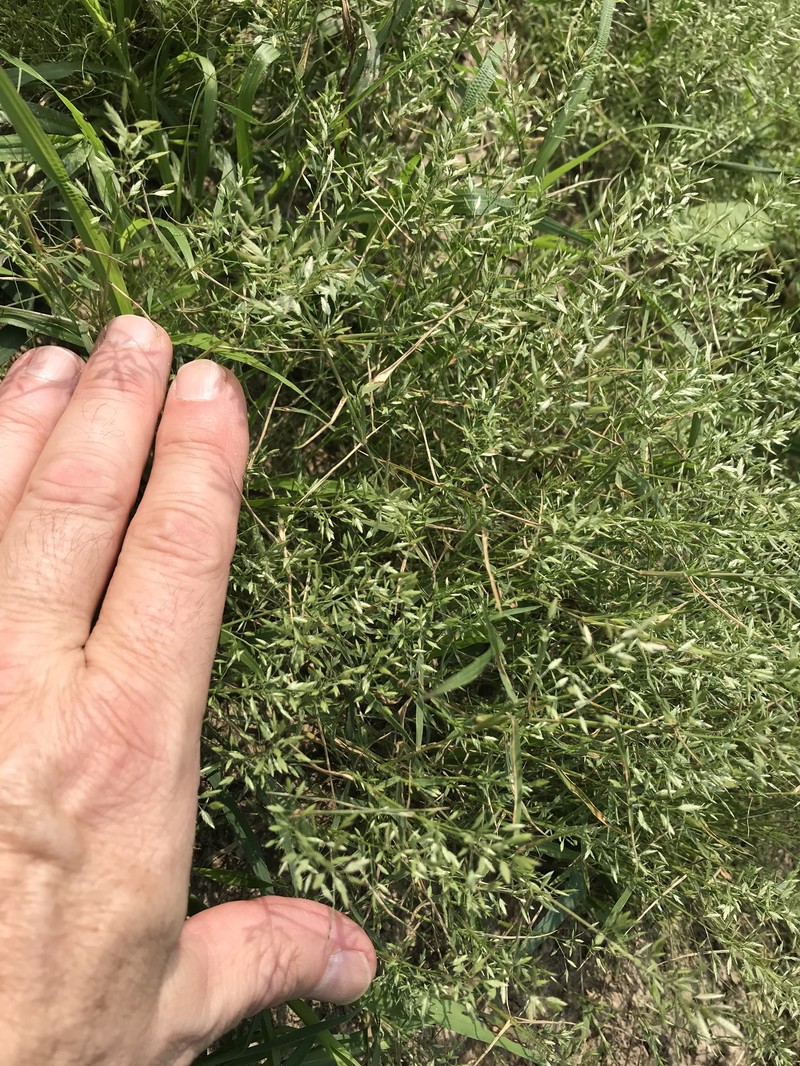 Eragrostis tephrosanthos photo 2
