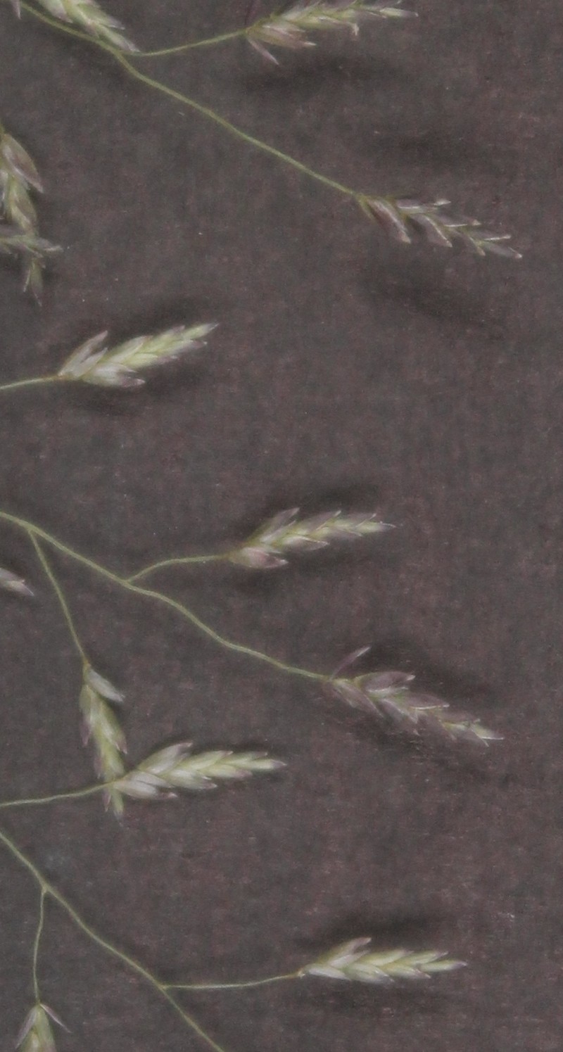 Eragrostis tephrosanthos photo 3