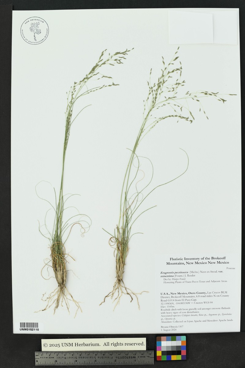 Eragrostis tephrosanthos photo 4