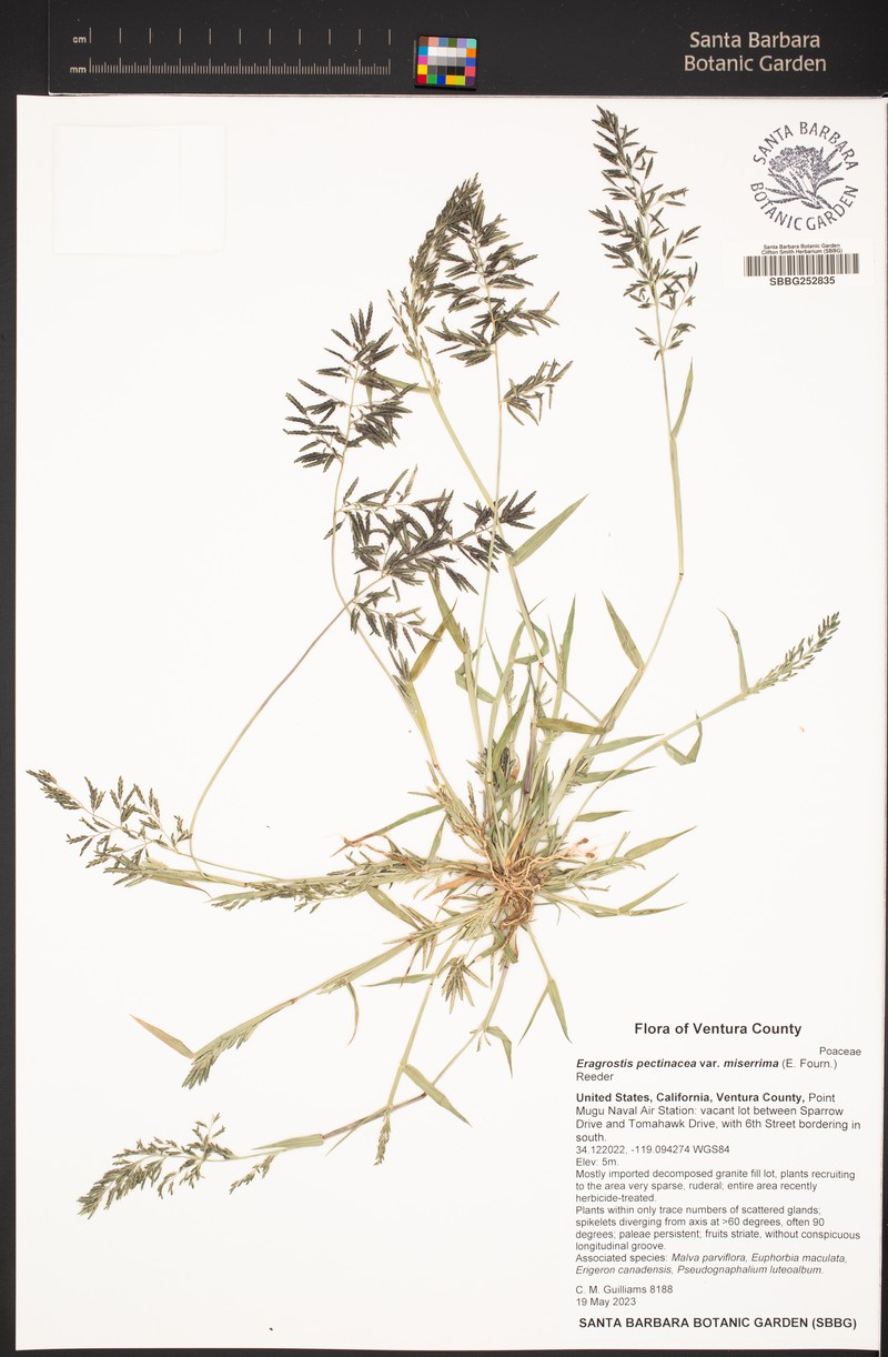 Eragrostis tephrosanthos photo 5