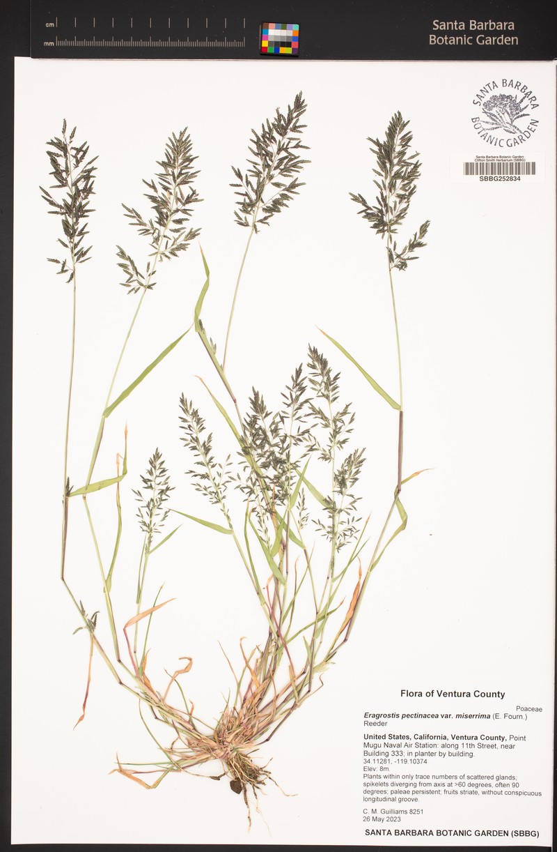 Eragrostis tephrosanthos photo 6