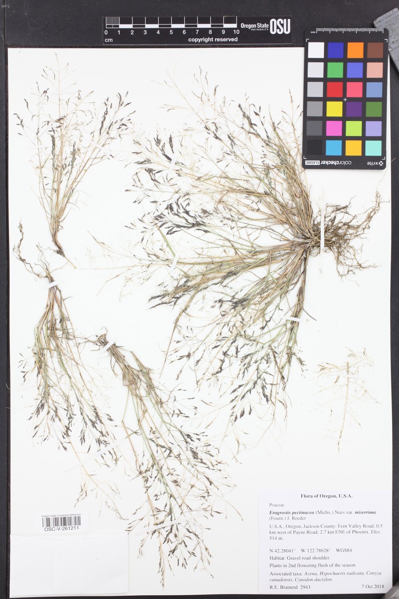 Eragrostis tephrosanthos photo 7