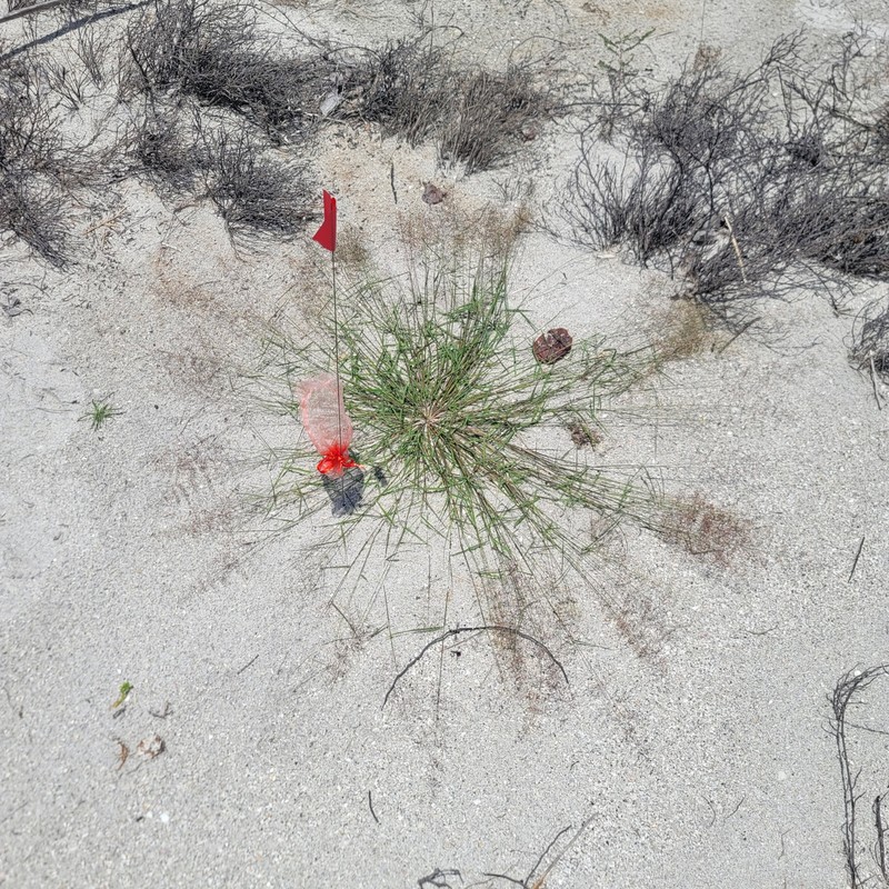 Eragrostis tracyi