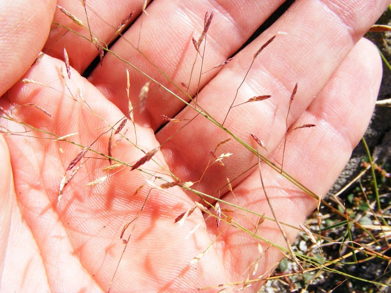 Eragrostis tracyi photo 2