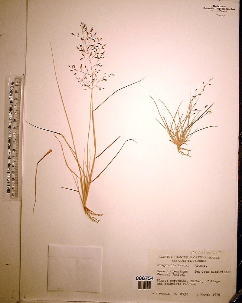 Eragrostis tracyi photo 3