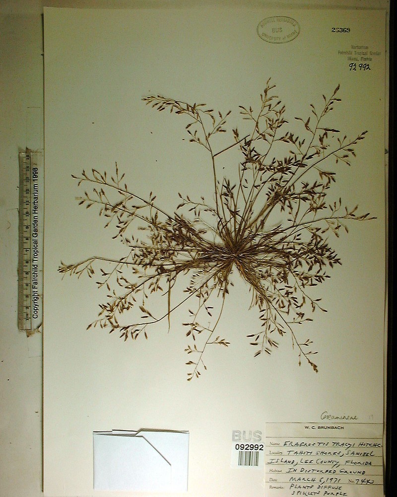 Eragrostis tracyi photo 4