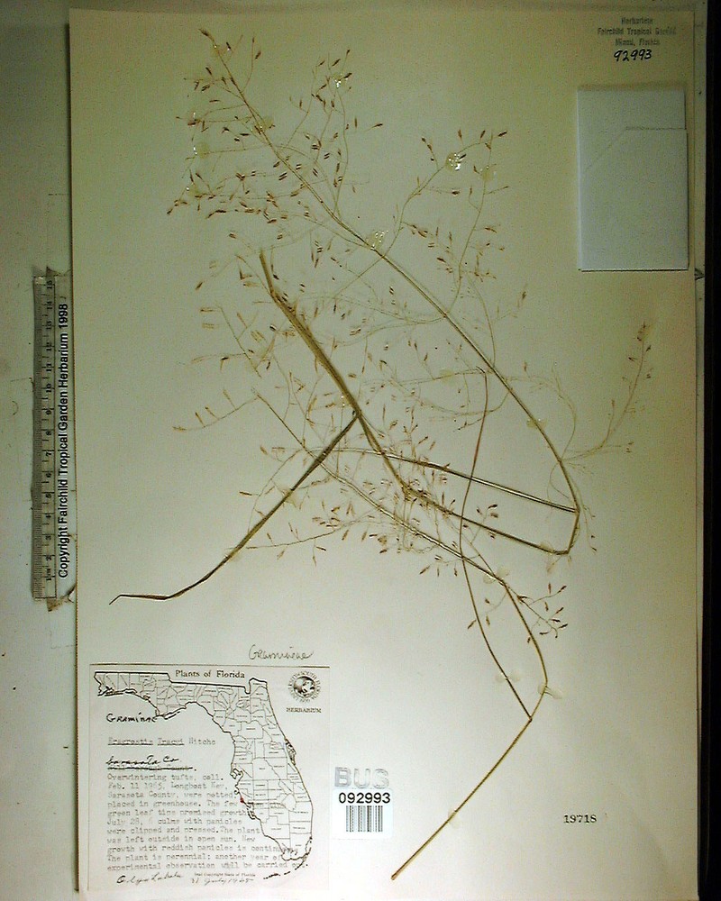 Eragrostis tracyi photo 5