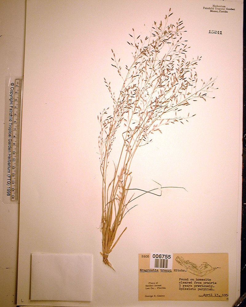 Eragrostis tracyi photo 6