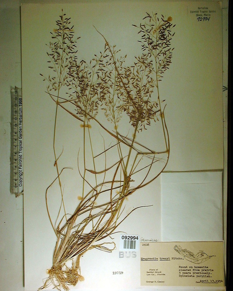 Eragrostis tracyi photo 7