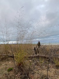 Sand Lovegrass