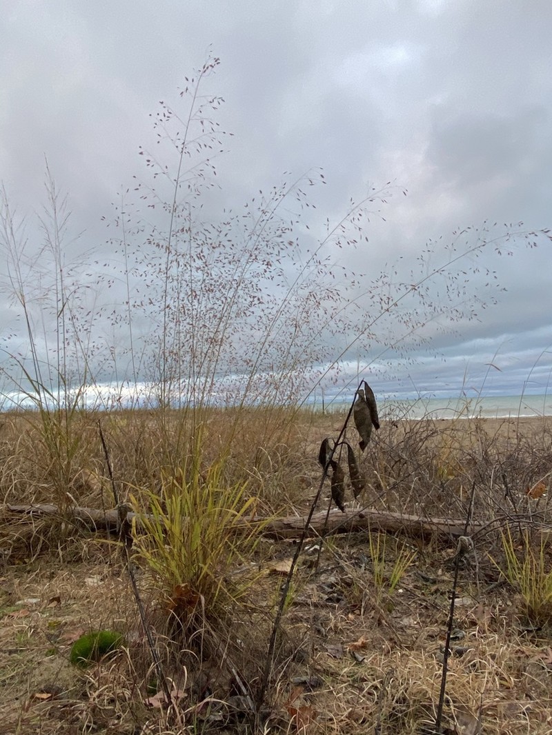 Sand Lovegrass
