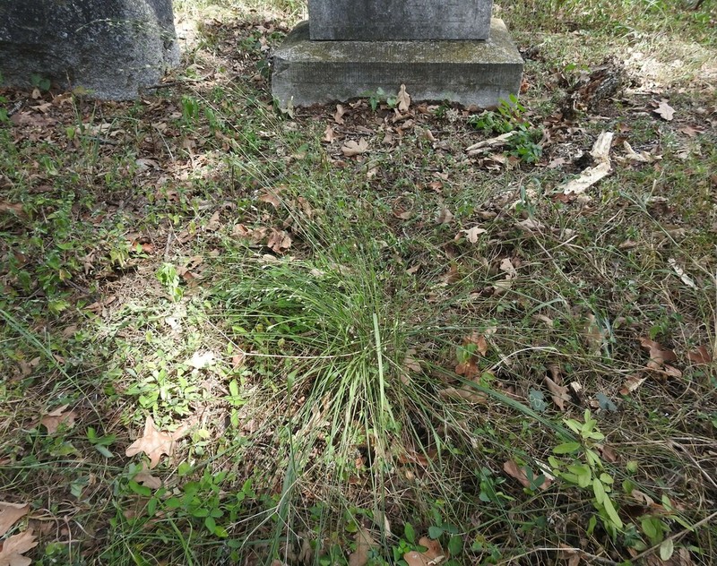 Sand Lovegrass photo 3