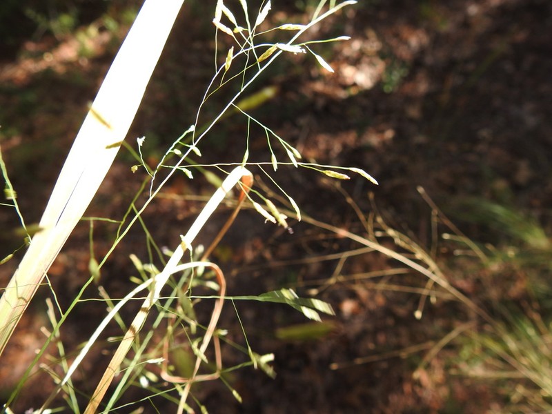 Sand Lovegrass photo 5