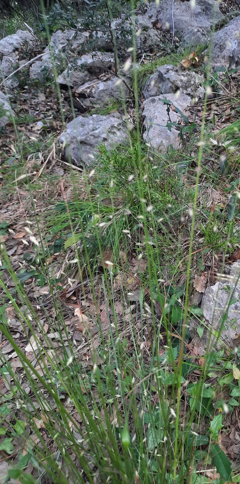 Sand Lovegrass photo 6