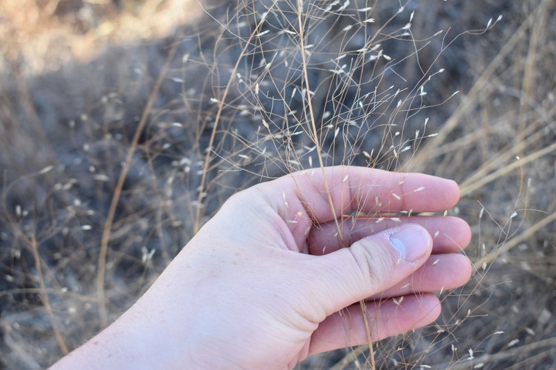 Sand Lovegrass photo 8