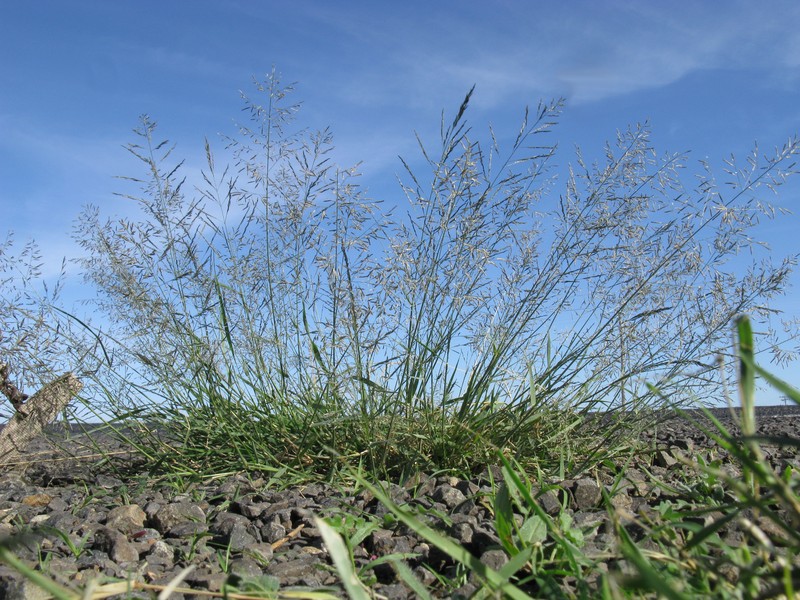 Hairyflower Lovegrass