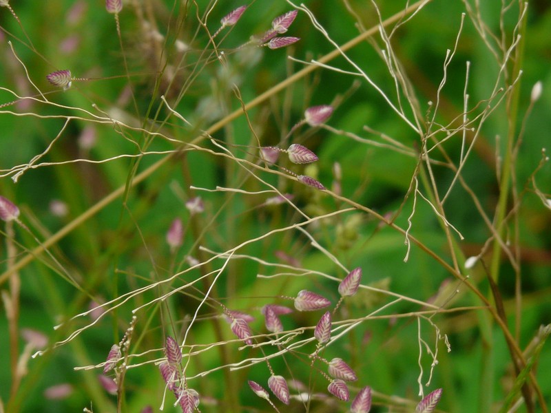 Chinese Lovegrass photo 4