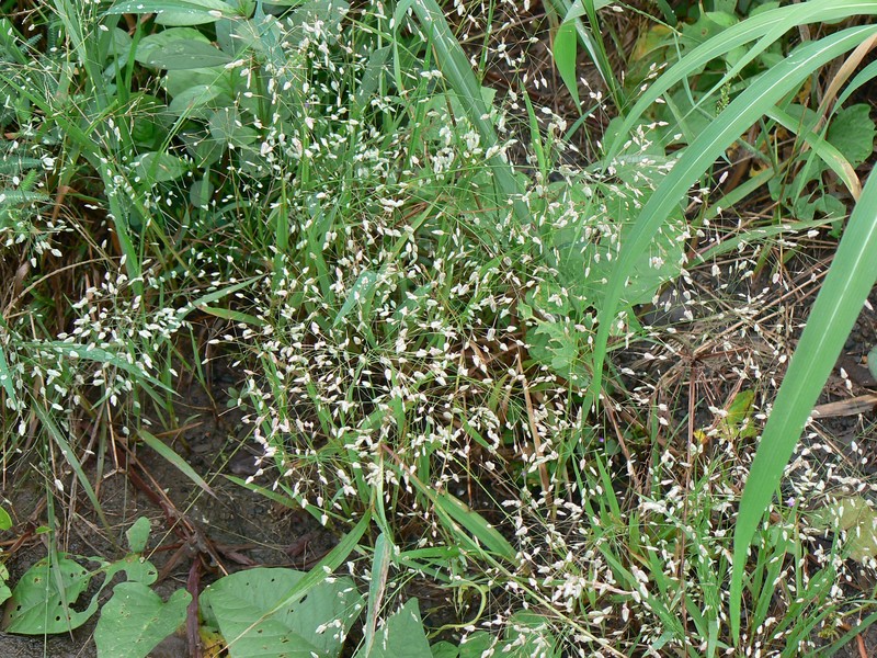 Chinese Lovegrass photo 5