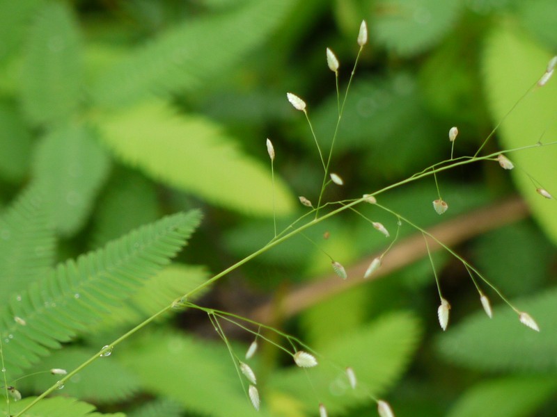Chinese Lovegrass photo 6