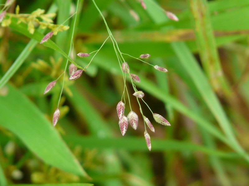 Chinese Lovegrass photo 7