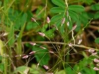 Chinese Lovegrass