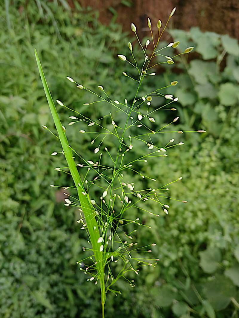 Chinese Lovegrass photo 2