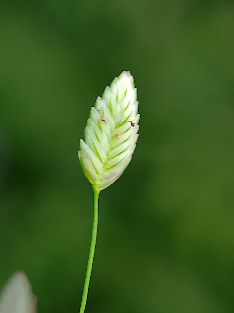 Chinese Lovegrass photo 3