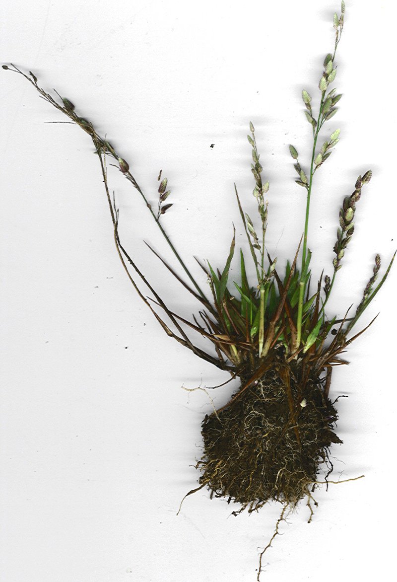 Chinese Lovegrass photo 8