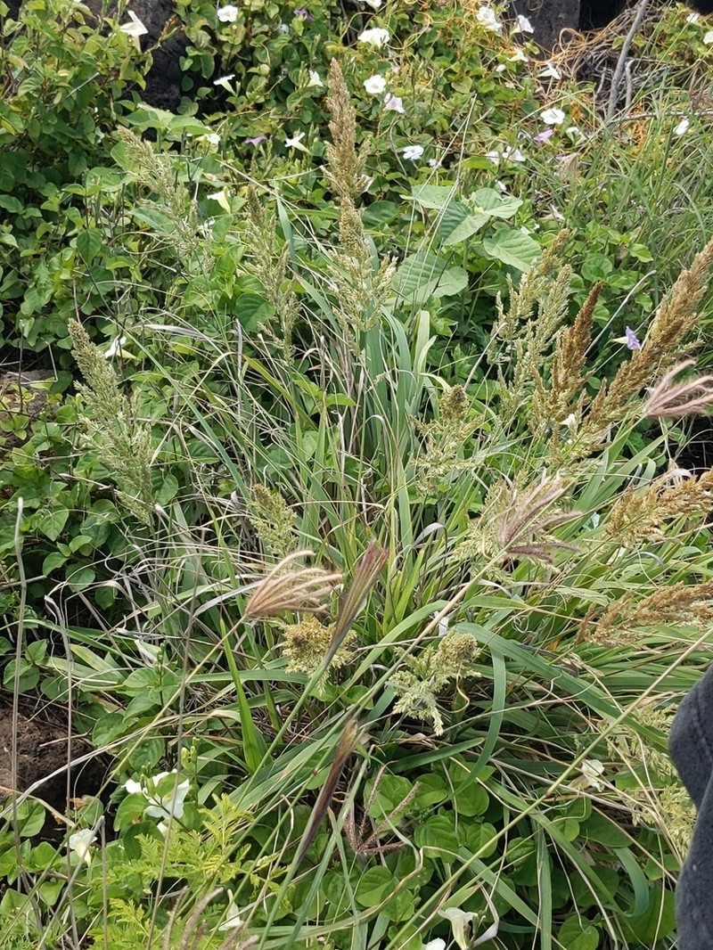 Kawelu