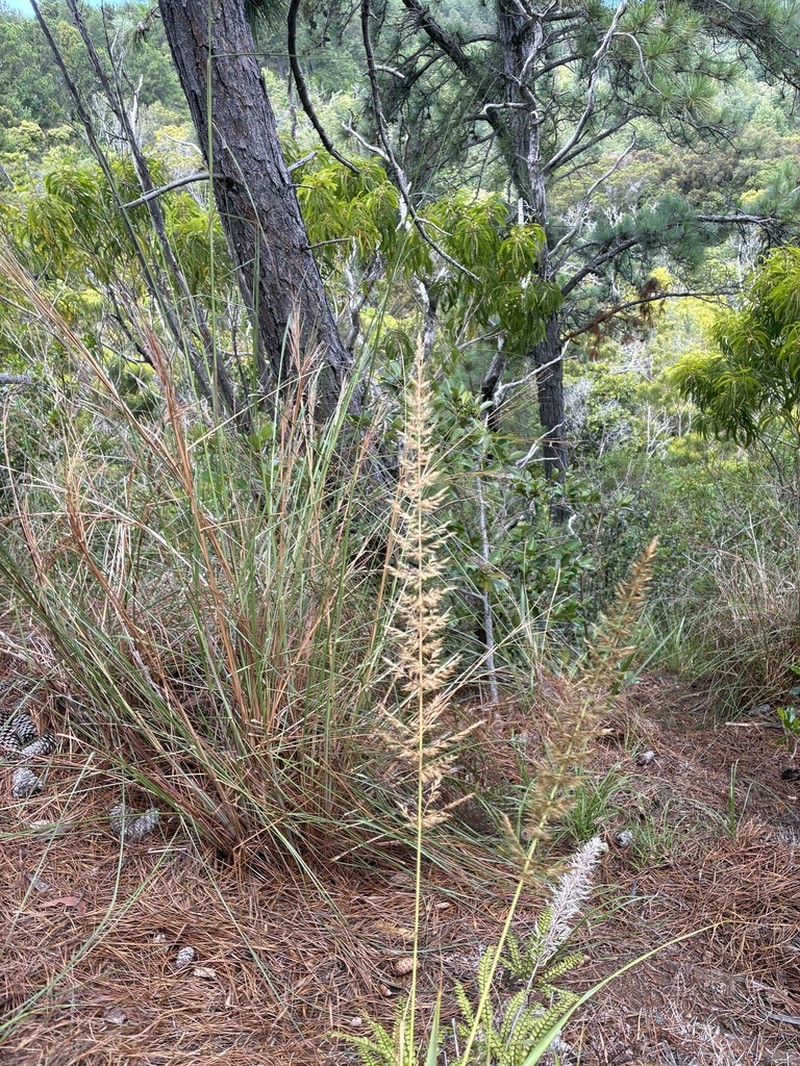 Kawelu photo 4