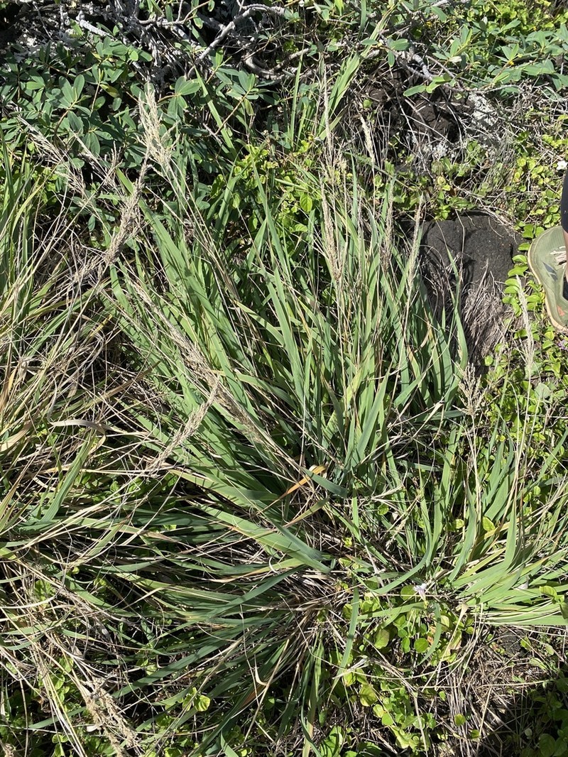 Kawelu photo 5