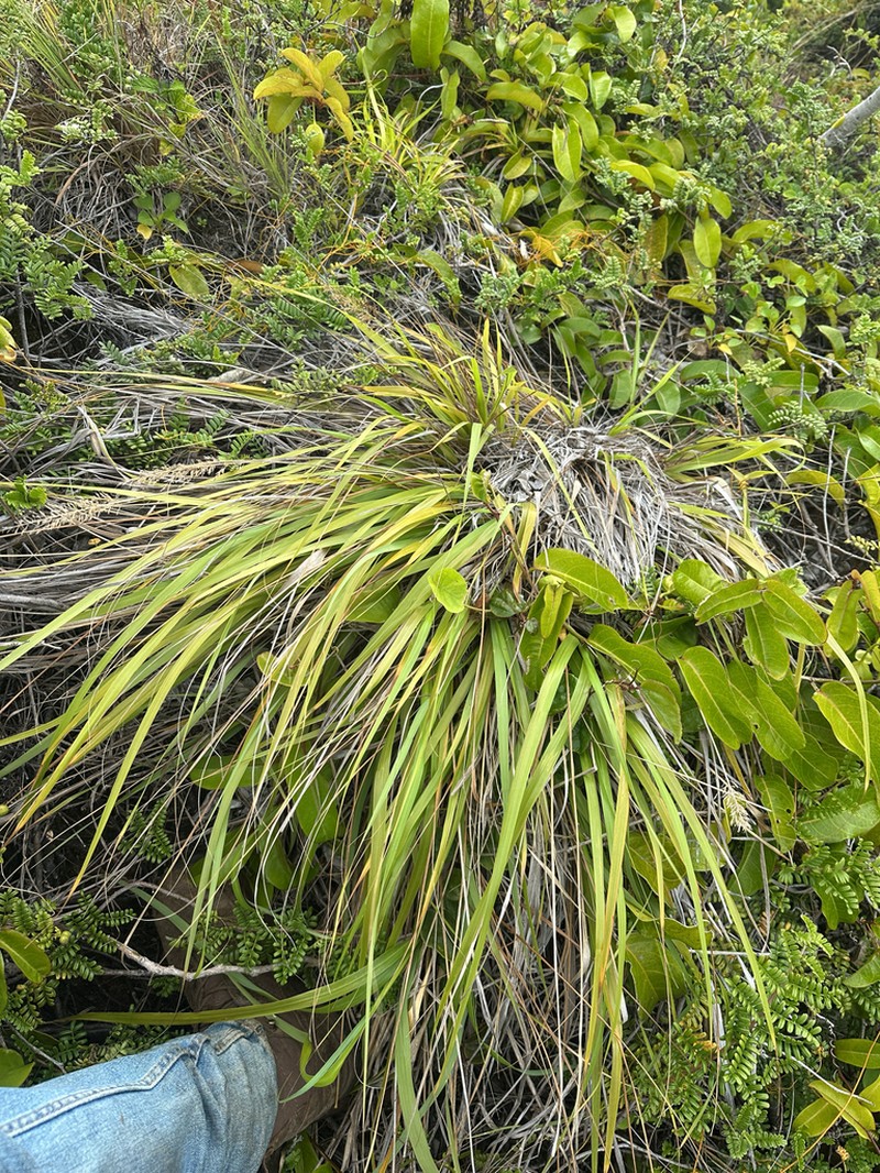 Kawelu photo 6
