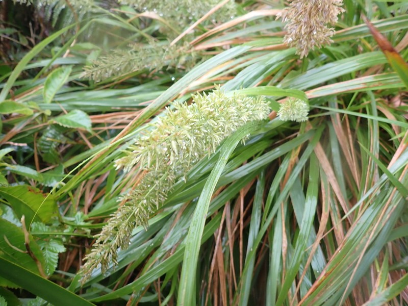 Kawelu photo 7