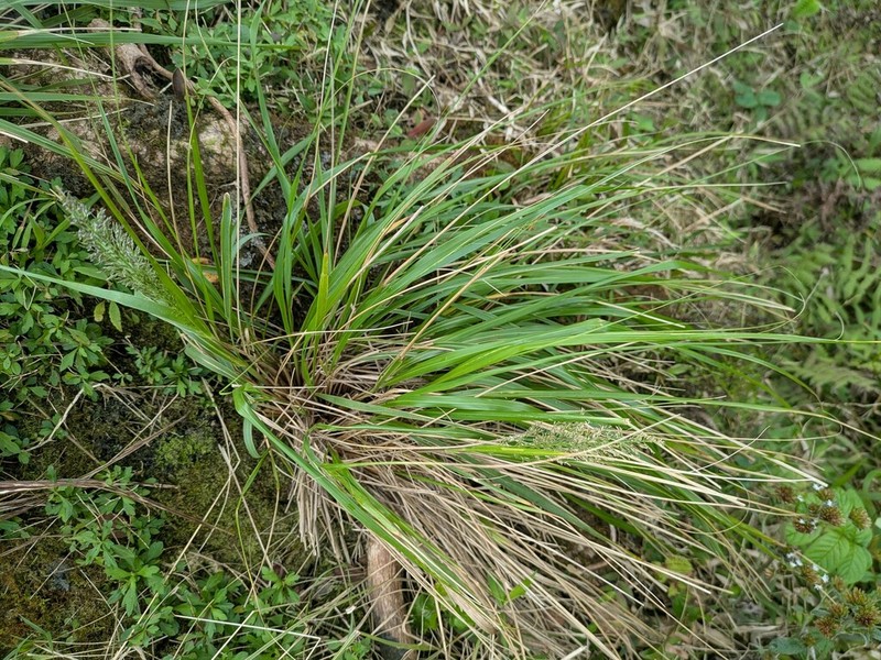 Kawelu photo 8