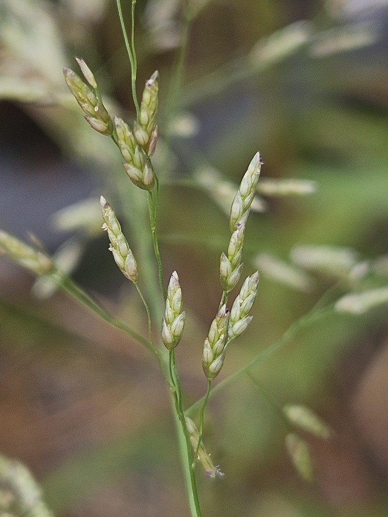 Eragrostis virescens
