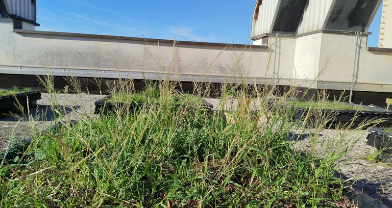 Eragrostis virescens photo 2