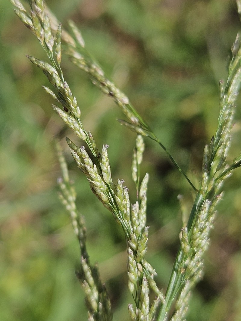 Eragrostis virescens photo 3
