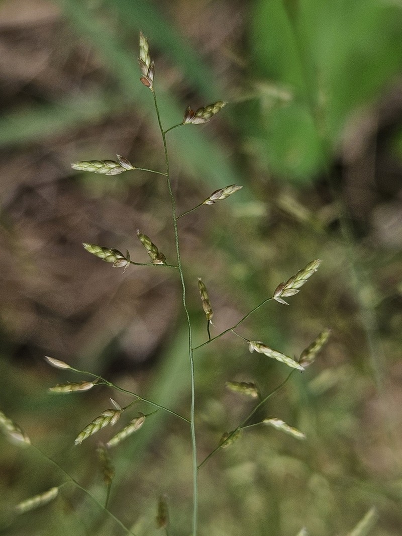 Eragrostis virescens photo 4