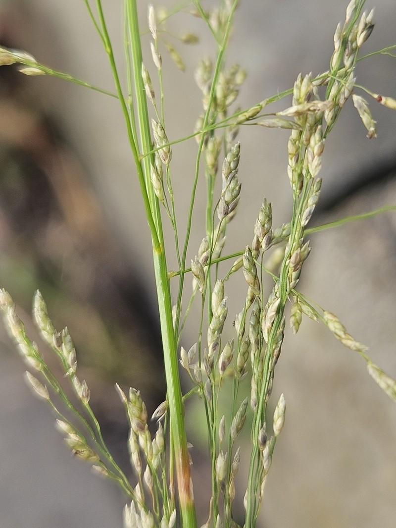 Eragrostis virescens photo 6