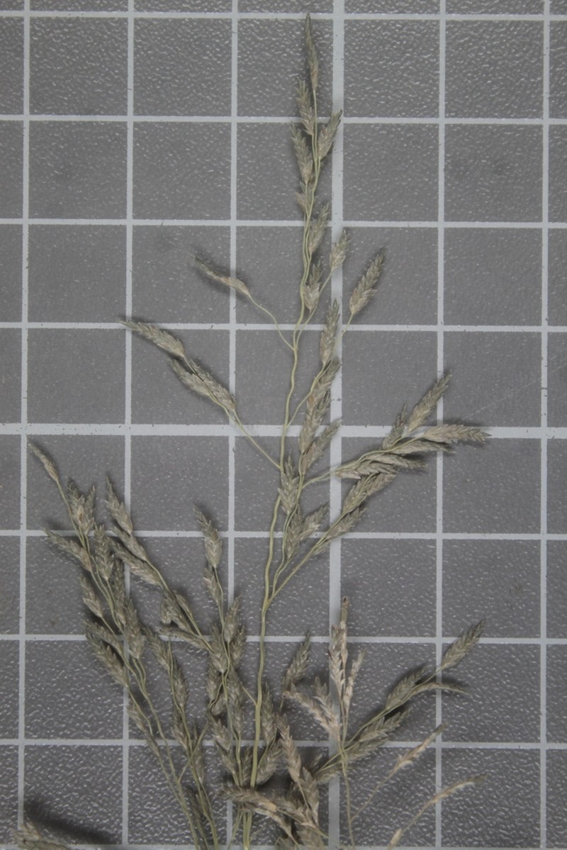 Eragrostis virescens photo 7