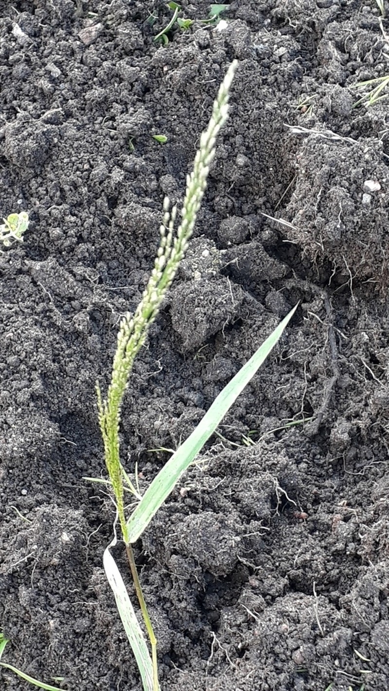 Eragrostis virescens photo 8