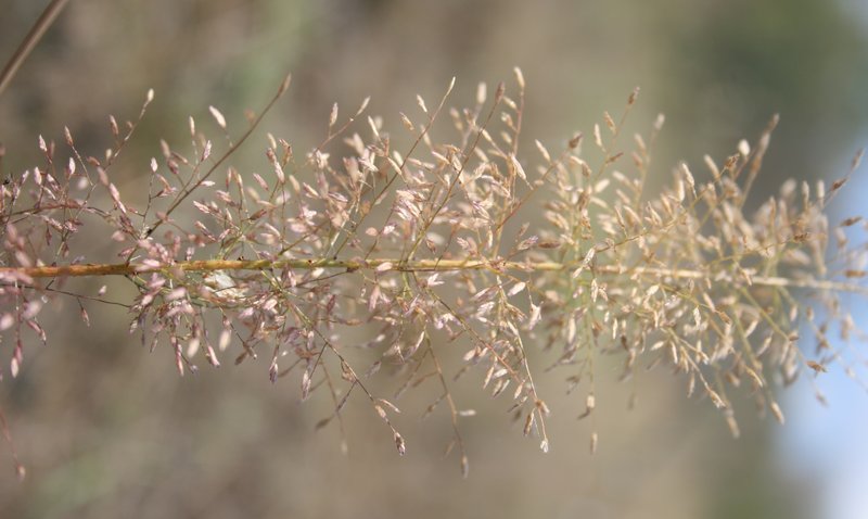 Eragrostis viscosa photo 4