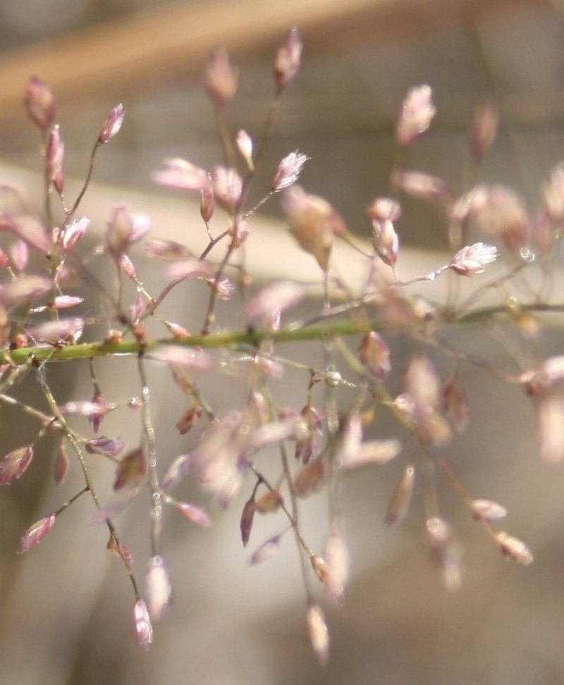 Eragrostis viscosa photo 5