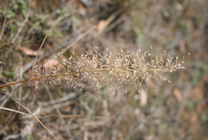 Eragrostis viscosa photo 2