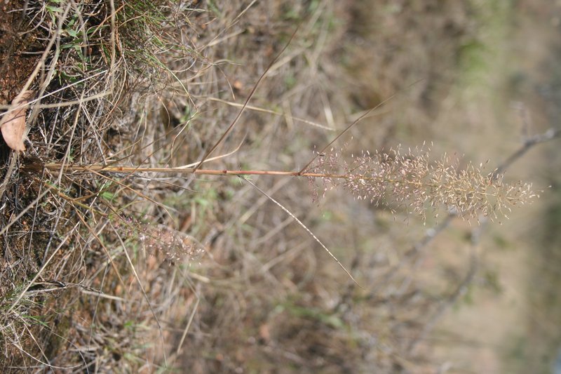 Eragrostis viscosa