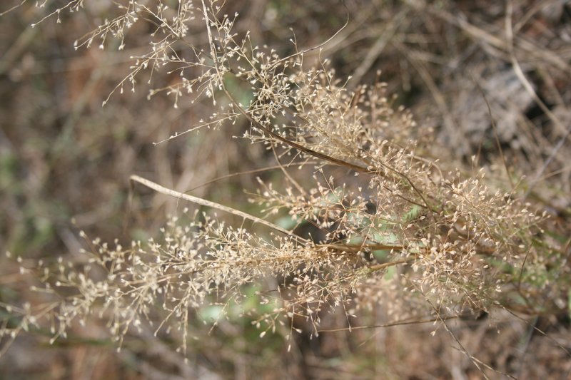 Eragrostis viscosa photo 3