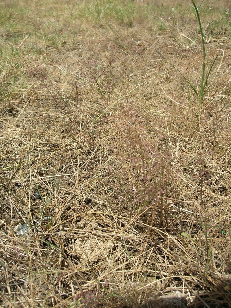 Eragrostis viscosa photo 6