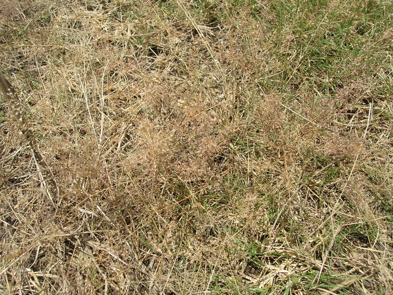 Eragrostis viscosa photo 8