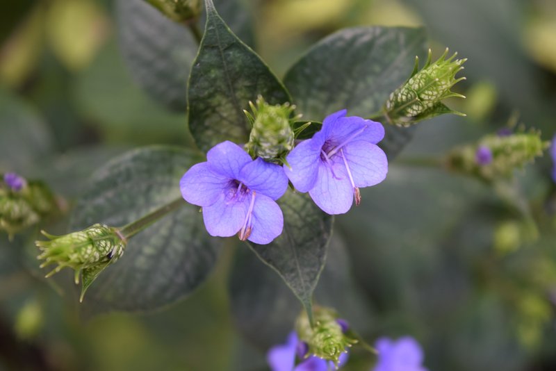 Blue-Sage photo 2